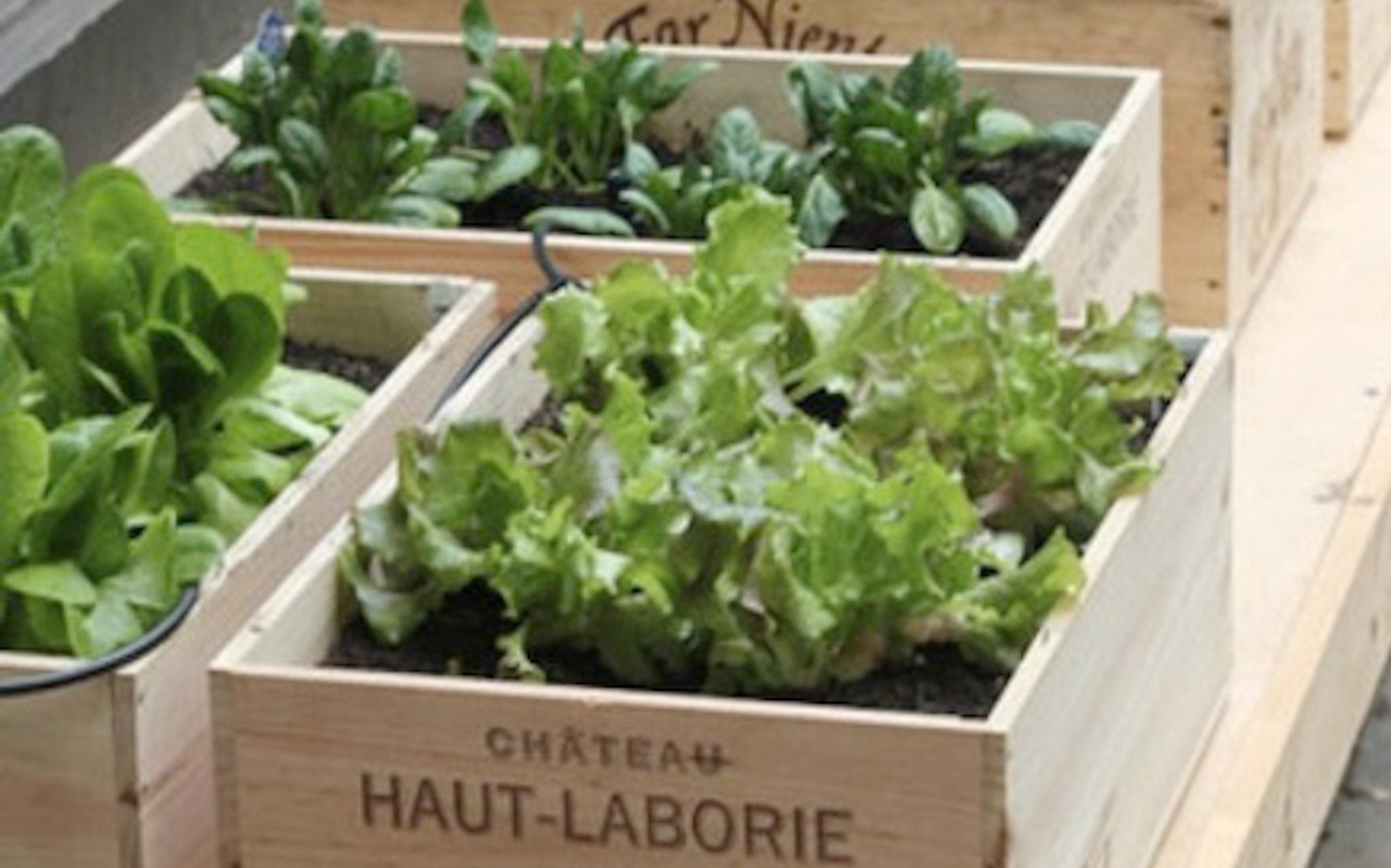 Container Gardening 101 - Ripples Home