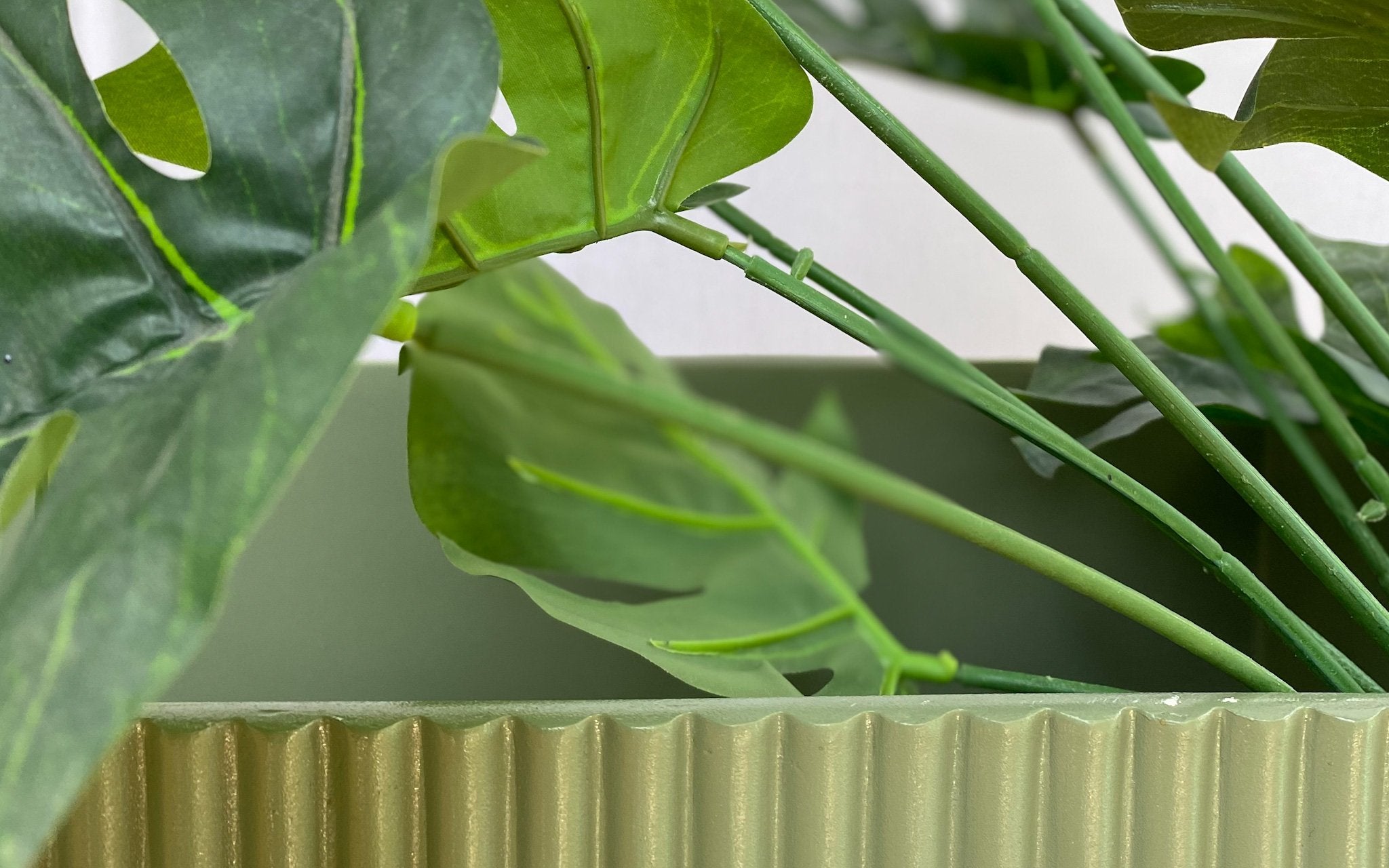 Plant Care | Monstera Deliciosa - Ripples Home