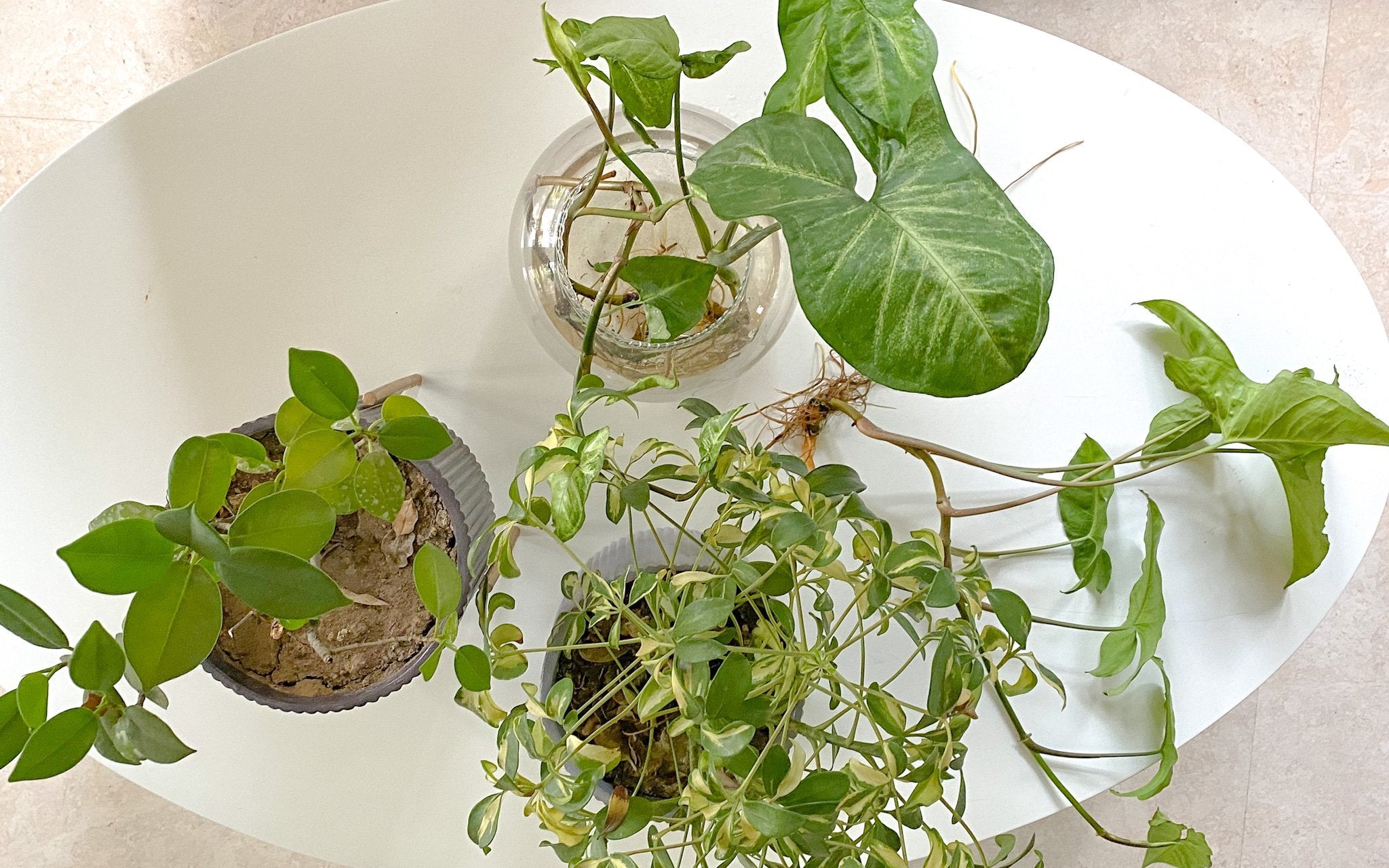 Plant propagation for beginners - Ripples Home