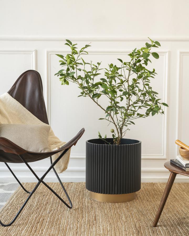 Extra Large Midori Planter with Base - Ripples Home