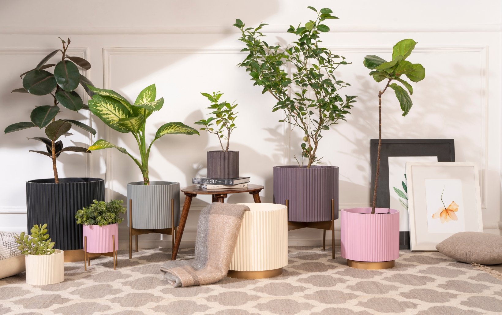 5 Statement Plants to Add Drama to any Room - Ripples Home