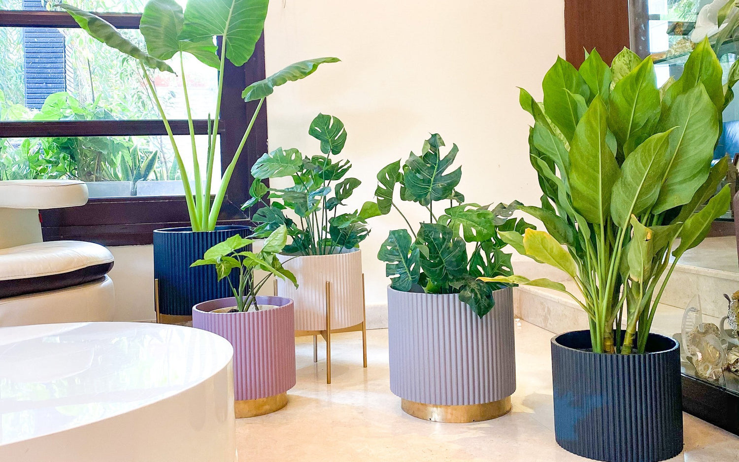 Plant options based on your availability of space and light - Ripples Home
